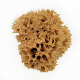 Néobulle Éponge naturelle Mer Méditerranée